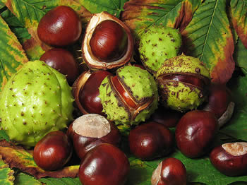 Aesculus_hippocastanum_fruit-Ph-Andrew Dunn